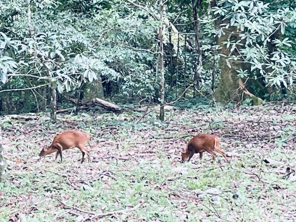 20260727 宜蘭福山植物園3111137