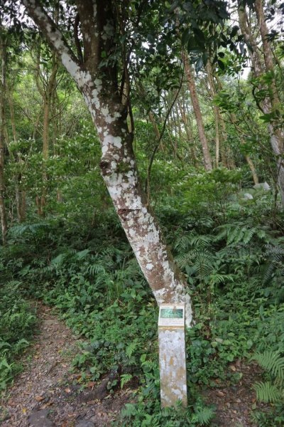 宜蘭礁溪 林美石磐步道，草湳湖臨湖步道。宜蘭小太魯閣美稱，國家級生態步道2196229