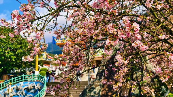 #綠繡眼 訪花 #吉野櫻 #天元宮 #楓樹湖 03162736718