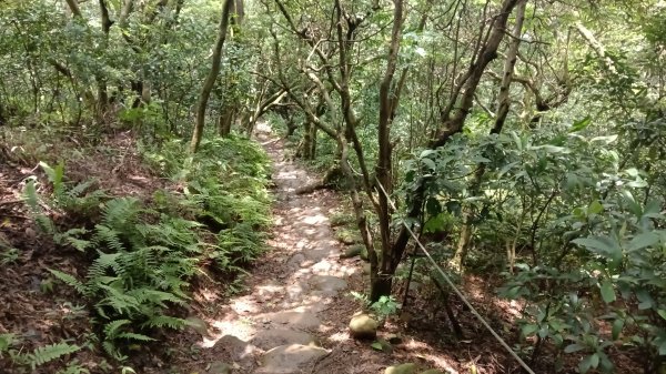 楊梅區龜山頭山-福人步道-莊迷湖-保甲路古道-東森山林森林步道-福人步道3074676