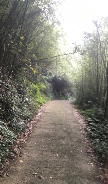 20181026-大凍山初登444936