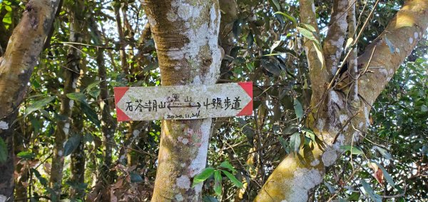 大坑四號_頭嵙山外加黑山與石苓湖山（頭嵙南峰）2039004