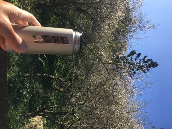 梅花撲鼻香2686615