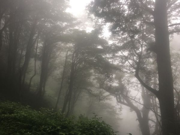 觀霧檜山巨木森林步道171698