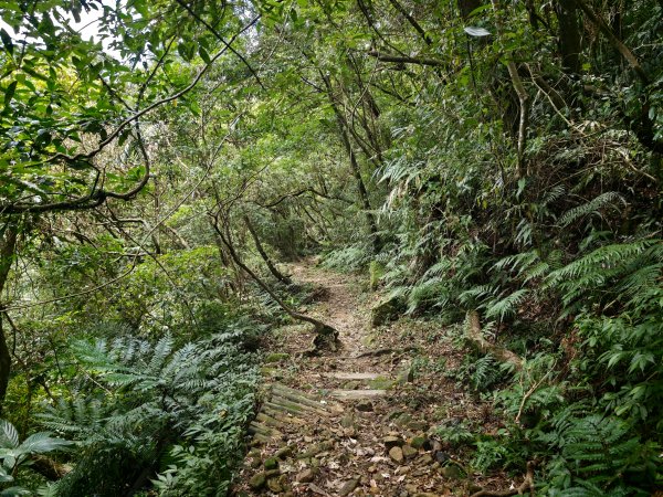 [淡蘭古道] 2026_0531 北路第一段_燦光寮古道(下)-牡丹溪畔3070970