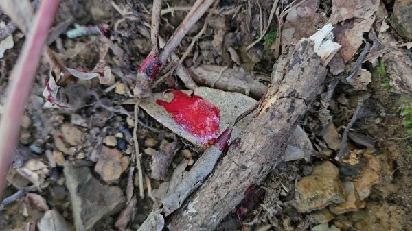 逆走逐鹿卡保環型路線全段全紀錄2949844