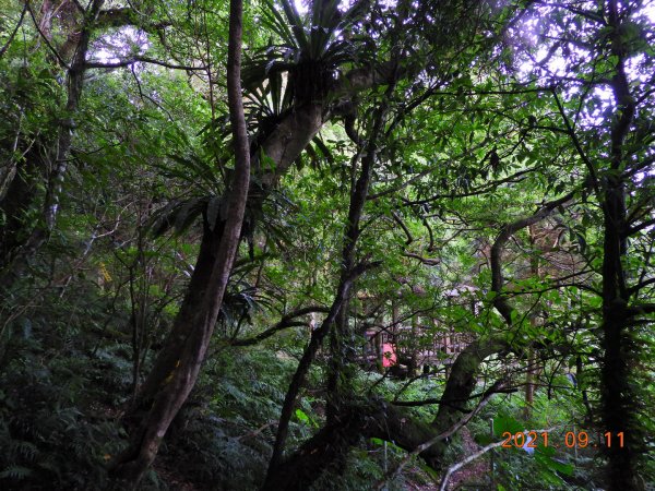 桃園 復興 志繼山、東眼山、拉卡山、卡外山1457353