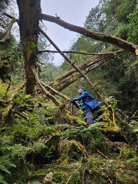 20240314 郡大林道🌲19.5km神木 （🐍水里蛇窯）2453177