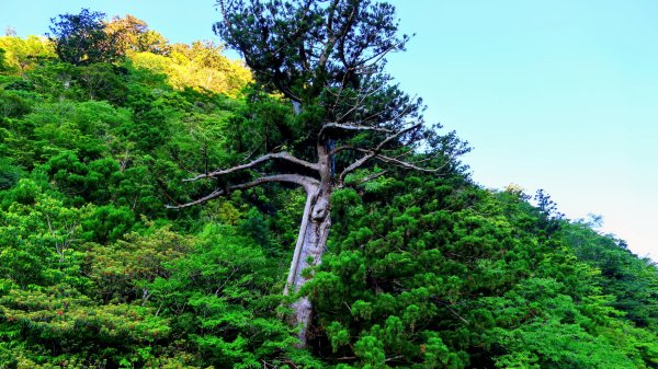 南九州－屋久島繩文杉步道3063480