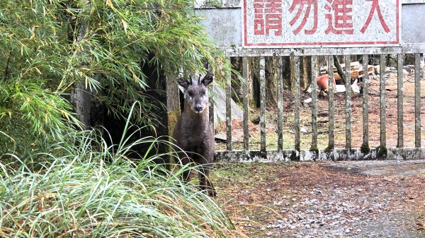 環繞在楓紅巨木和滿山翠綠的鞍馬山及大雪山小神木森林步道的悠哉山行記2996746