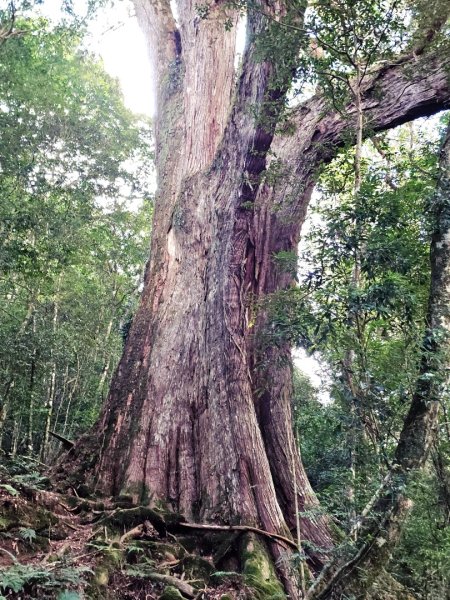 鎮西堡巨木群步道(B區)-(新竹)臺灣百大必訪步道3007832