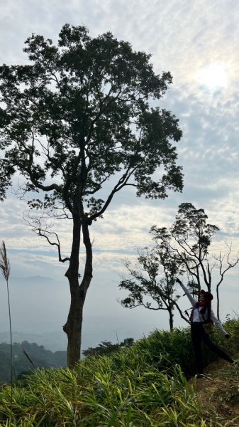 小百岳關刀山889m+銅鑼杭菊1924096