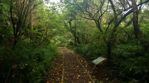 更寮古道(土庫岳) 山豬窟尖山 O型1265620