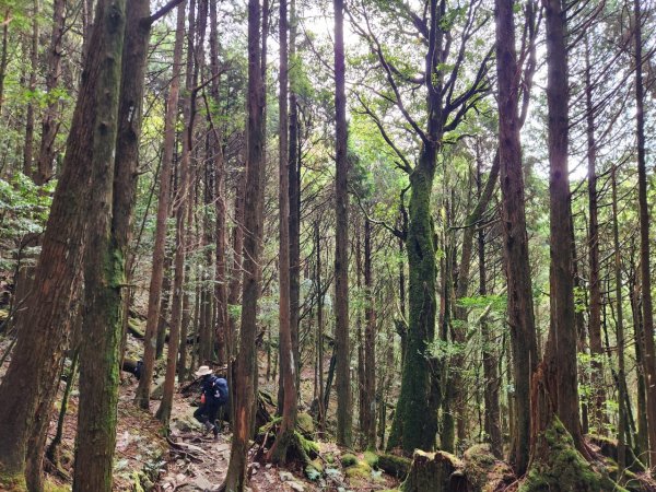 【中級山】谷關七雄八仙山2745061
