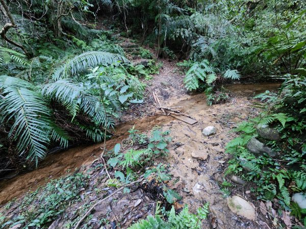 20241229界寮縱走下汐止2721698