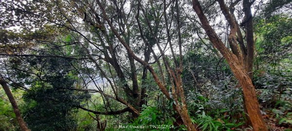 《苗栗》霧雨寒流｜三義三角山步道202512252969206