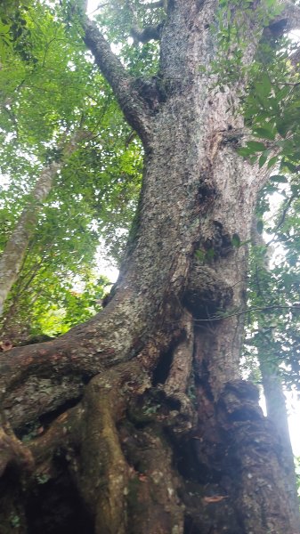 惠蓀林場小出山登山步道關刀山林道起登1726009