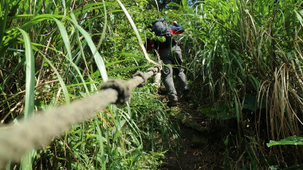 黃金一稜(基隆山O型縱走)450394