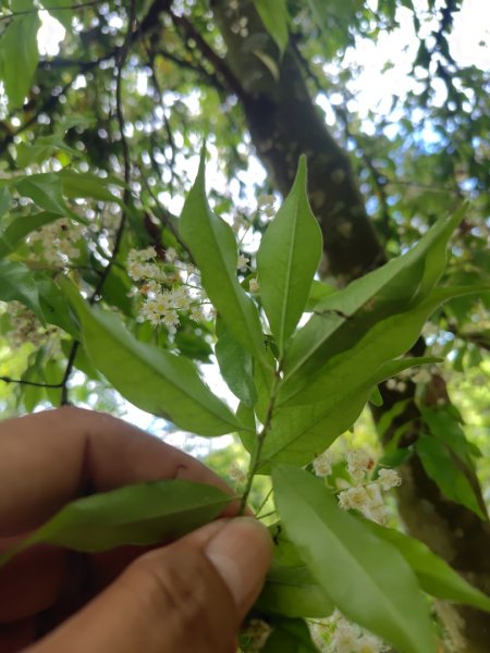 虻彈山 桑留守山 桑留守山東北3099128