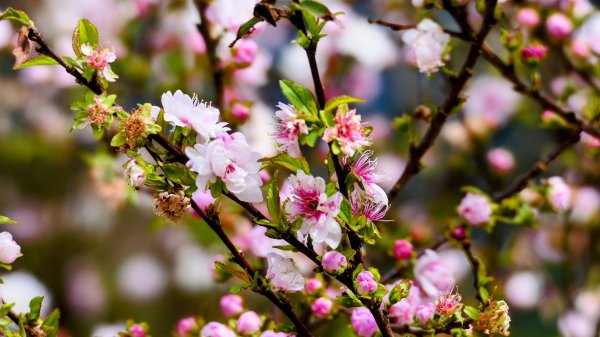 《蝶戀花・賞墨染櫻》2716446