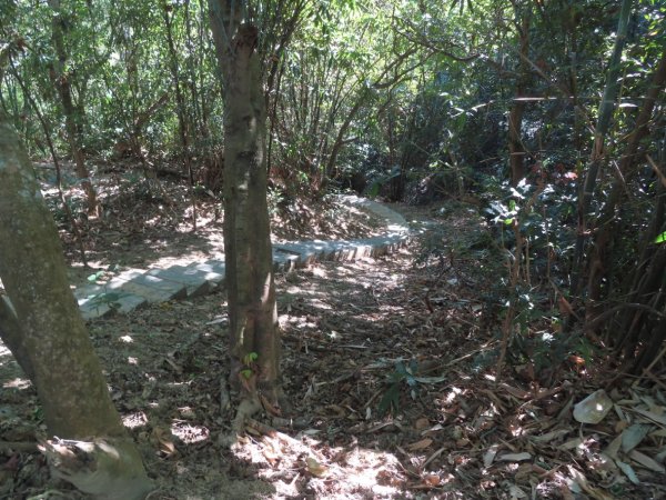 彰化桃源里森林步道+龍鳳谷森林步道2696109