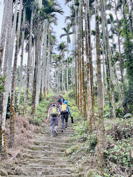 二尖.大尖山悠遊--好友再聚的茶園餘韻   2026.01.182985473