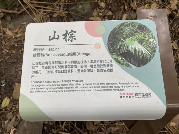 《雪山坑登山步道｜巨人之手森林秘境 Xueshankeng Hiking Trail & Giant2971069