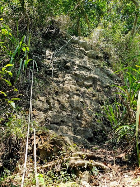 三腳南山-小百岳#65-嘉義縣大埔鄉2788696