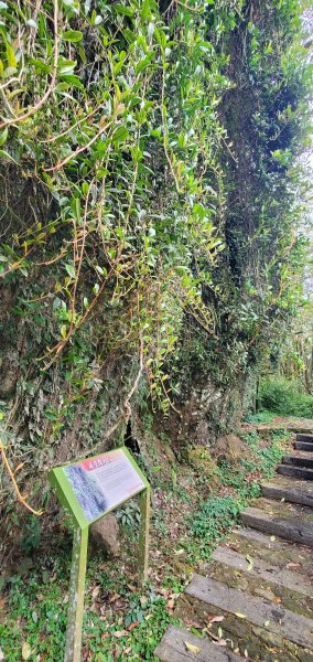 2025-01-18頂湖步道2694206