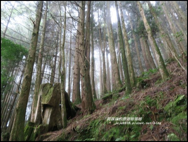 嘉義。特富野古道。鐵道森林最美的步道422578