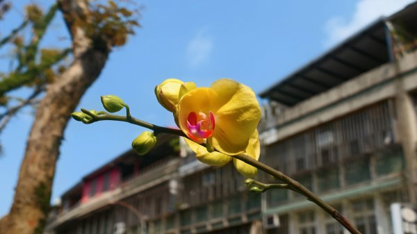 哈哼花（抱壁蟑螂）3034039