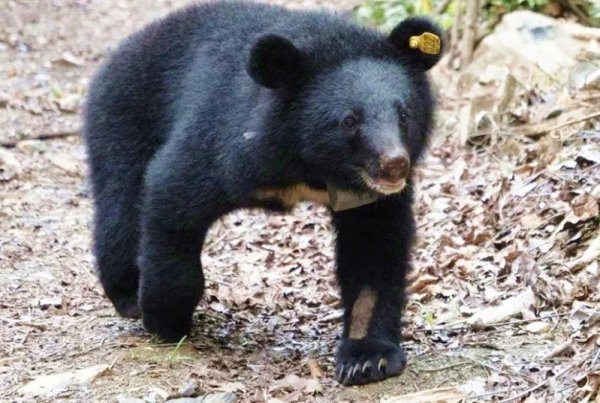 【新聞】Mulas母熊重返山林周年 取回追蹤頸圈宣告野放成功