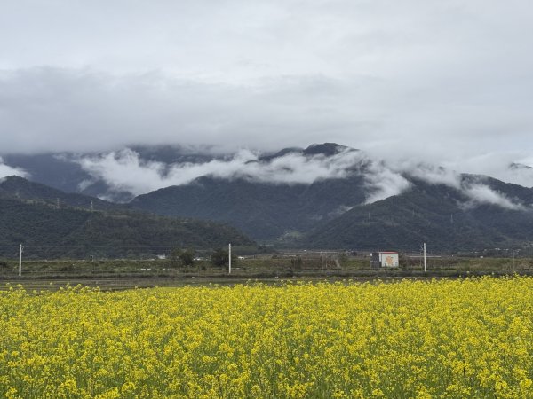 富里油菜花2704806