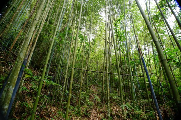 新竹 尖石 道下山、牛欄坑山、大混山3064746