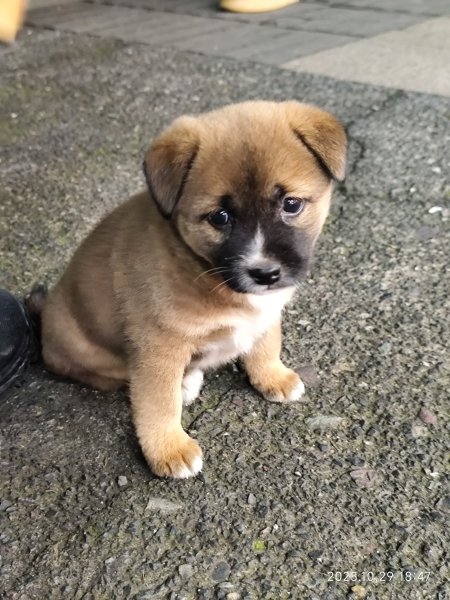 四川蘇稽古鎮、峨眉山恒邁酒店2939216