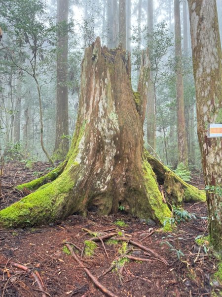 清泉 雪霸農場 野馬瞰山2925865
