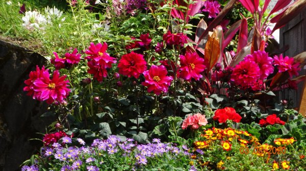 追花是簡單的快樂，賞花是恬淡的幸福。871154