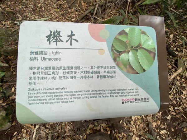 《雪山坑登山步道｜巨人之手森林秘境 Xueshankeng Hiking Trail & Giant2971089