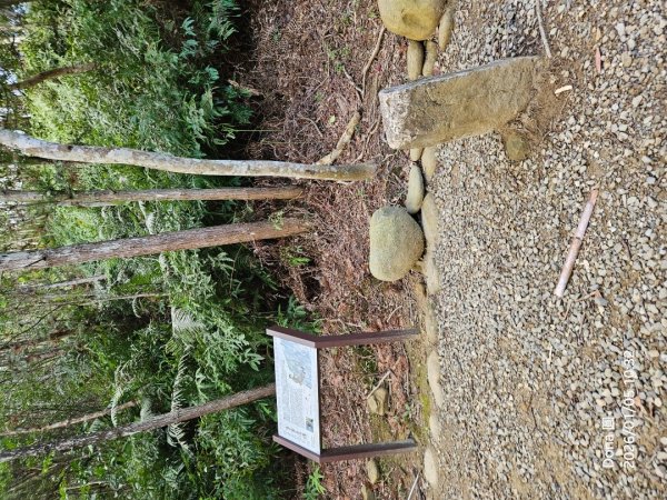 20260105高遶溪古圳步道P走+羅浮泡腳2977833