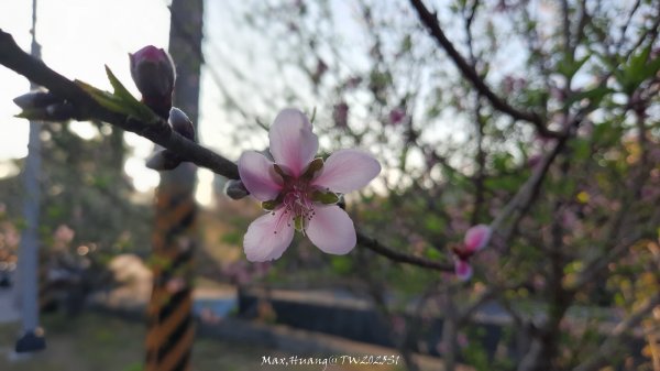 《彰化》桃李櫻美｜花壇虎山巖步道x大嶺巷富士櫻202503012723677