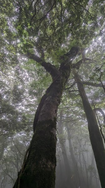 113.06.01魯壁山-東穗山之旅2529877