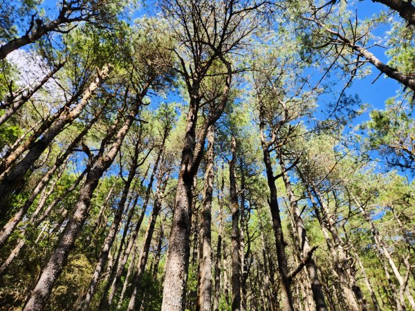 【中級山縱走】羅馬縱走，走進神木的夢幻童話森林世界2943206