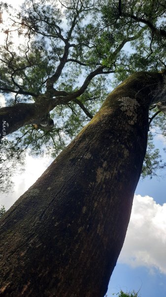 《新竹》青青石階｜娥眉藤坪步道及萬佛庵步道202509132883891