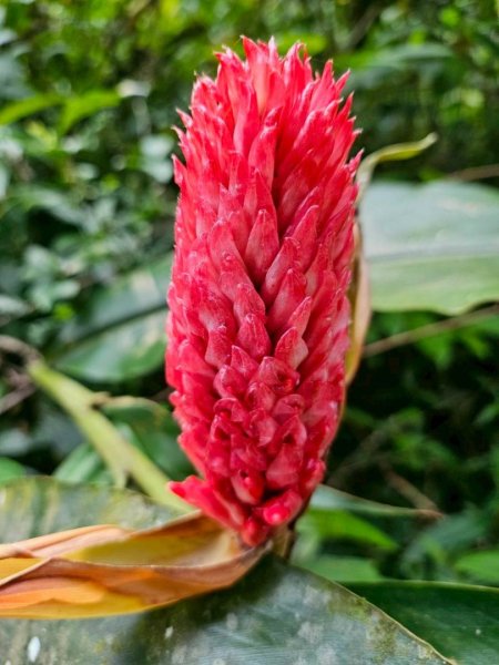 20260330十字路車站O繞多林車站 得恩亞納3027287