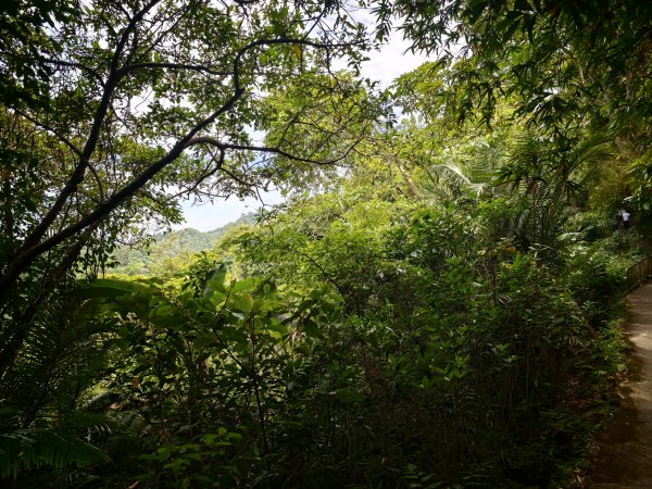 [淡蘭古道] 2026_0523 南路第一段_糶米古道3069487