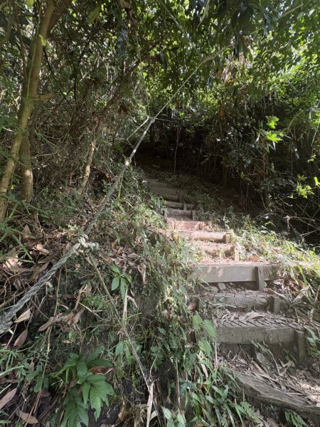 20251010南化龍麟山步道2914991