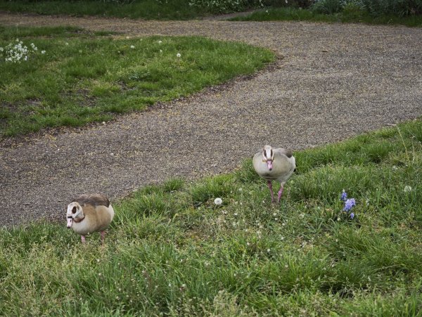 2025_0425 倫敦馬拉松順遊西歐 D7d(倫敦馬拉松起跑點)2793972