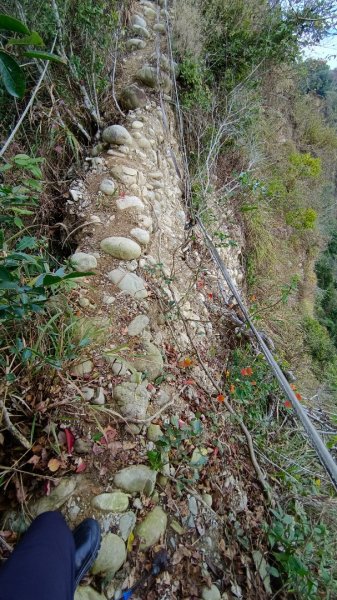 石苓湖山（頭嵙南峰）/黑山/黑山北峰/頭嵙山1585861