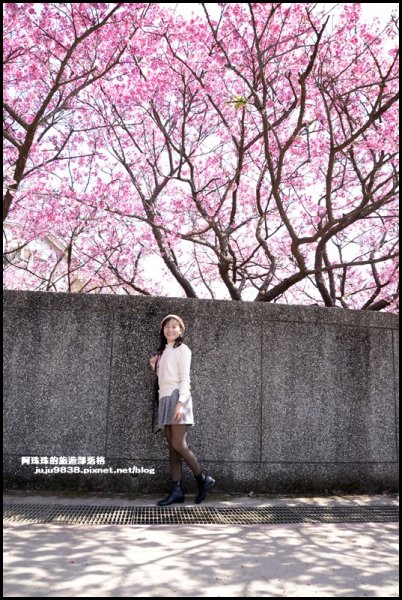 台北。最美櫻花巷粉紅浪漫席捲平菁街1263912