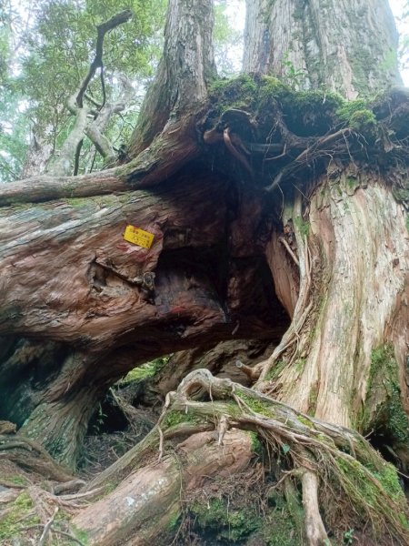 魔幻森林-塔曼山-202508102866572